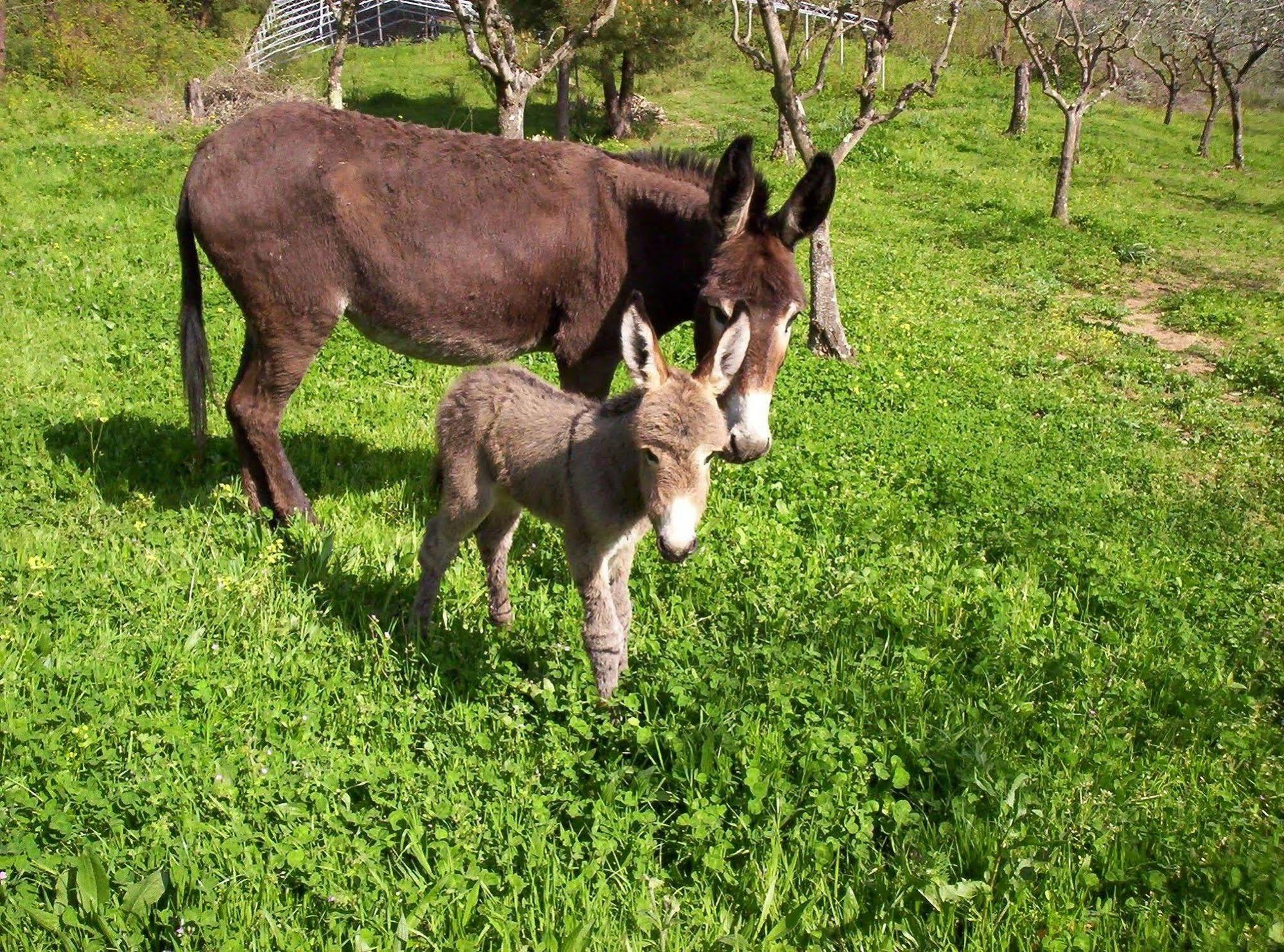 Podere"Sulle Soglie Del Bosco" Appartament And Rooms เปสเชีย ภายนอก รูปภาพ